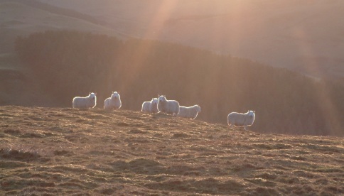 hill_sheep